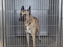 Shelter Stray Unknown Dog last seen Near Flowstone Ln, City of Round Rock, TX, 1855 SE Inner Loop, Georgetown, TX 78626, USA