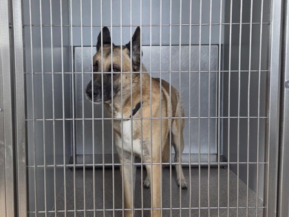 Shelter Stray Unknown Dog last seen Near Flowstone Ln, City of Round Rock, TX, 1855 SE Inner Loop, Georgetown, TX 78626, USA
