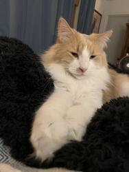 Lost Male Cat last seen Shannon an Starr Pass, Tucson, AZ 85713