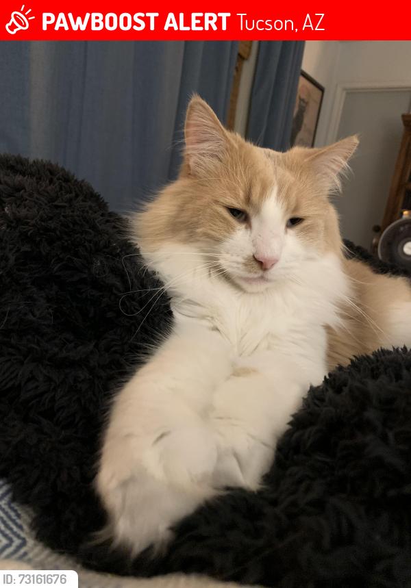 Lost Male Cat last seen Shannon an Starr Pass, Tucson, AZ 85713