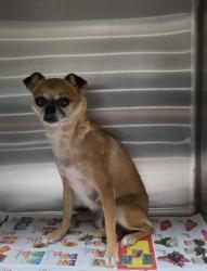 Shelter Stray Female Dog last seen Near Oakwood Dr, 29654, Honea Path City, SC, 1320 US-29, Anderson, SC 29626, USA
