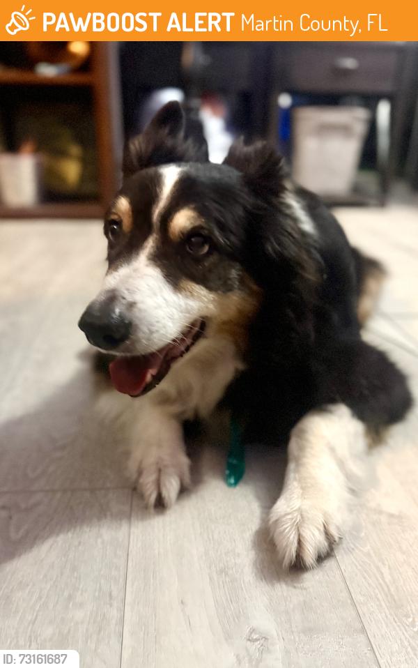 Found/Stray Unknown Dog last seen Thomas dr., Martin County, FL 34997