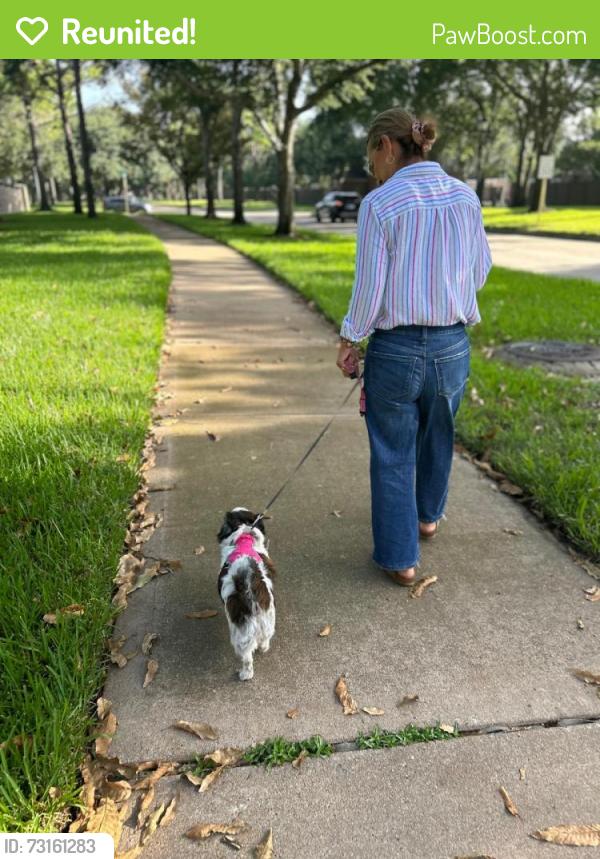 Reunited Female Dog last seen Grand Lakes, Grand Lakes, TX 77494
