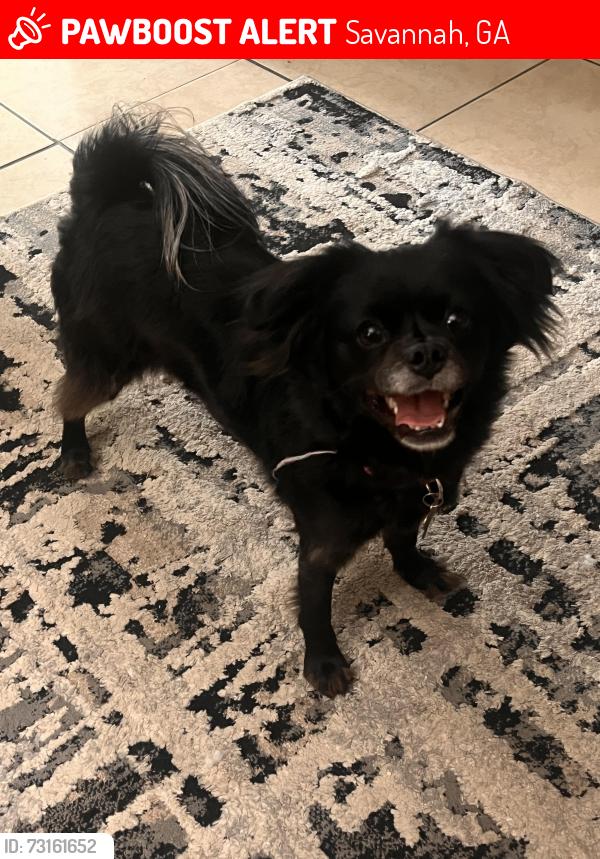 Lost Female Dog last seen Hopkins & Ogeechee Rd., Savannah, GA 31405