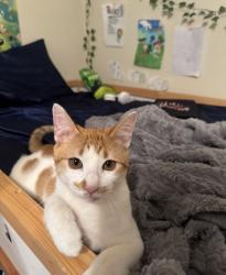 Reunited Male Cat last seen Near Country Pl Dr, Houston, TX 77079, USA, Houston, TX 77079