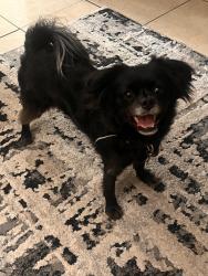 Lost Female Dog last seen Hopkins & Ogeechee Rd., Savannah, GA 31405