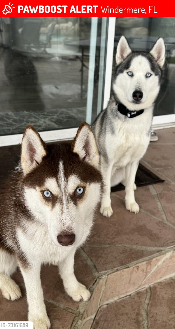 Lost Female Dog last seen Buttler bay dr n, Windermere, FL 34786