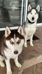 Lost Female Dog last seen Buttler bay dr n, Windermere, FL 34786