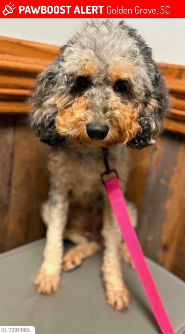 Lost Female Dog last seen Piedmont Golfcorse rd, Golden Grove, SC 29673