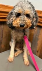 Lost Female Dog last seen Piedmont Golfcorse rd, Golden Grove, SC 29673