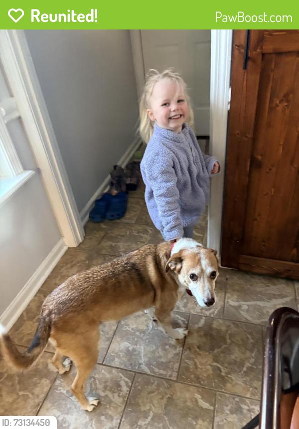 Reunited Male Dog last seen Elberta and North Houston Rd intersection, Warner Robins, GA 31093