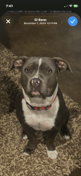 Lost Female Dog last seen Near Glendale Blvd Unit 42019 Los Angeles, CA 90026 United States, Los Angeles, CA 90026