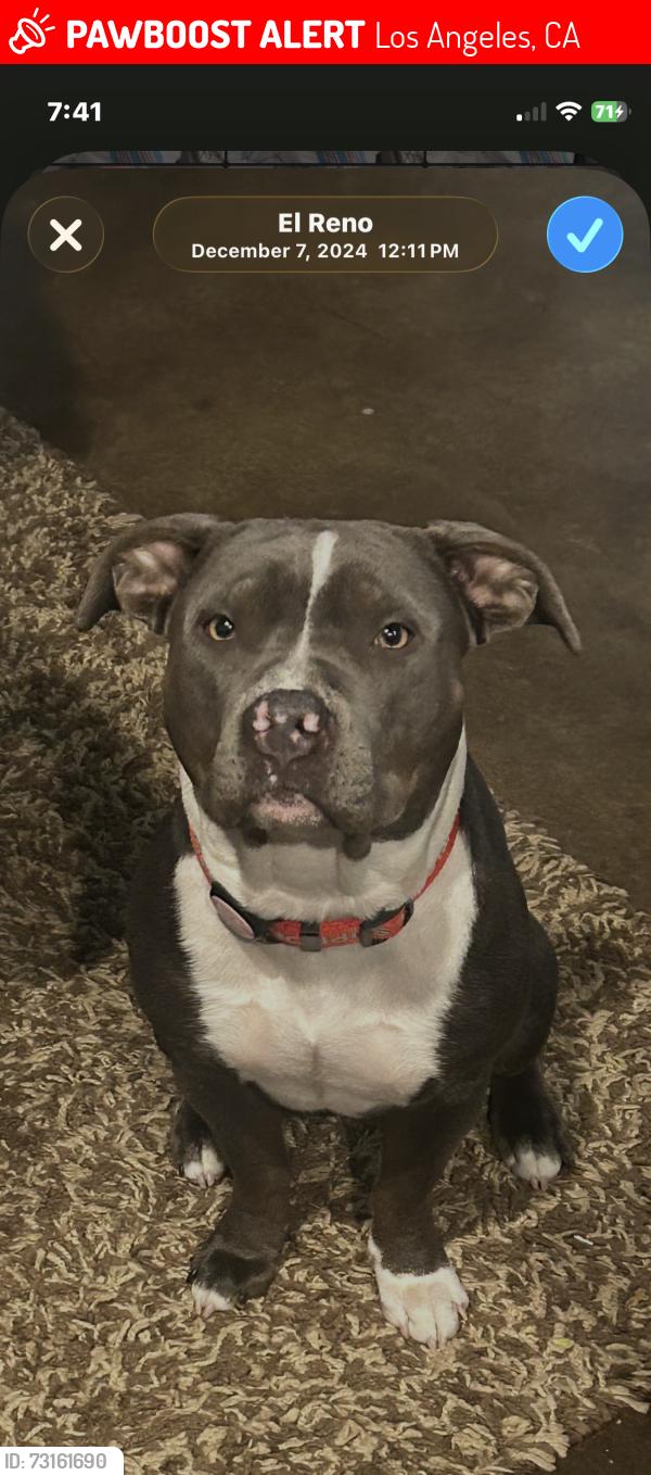 Lost Female Dog last seen Near Glendale Blvd Unit 42019 Los Angeles, CA 90026 United States, Los Angeles, CA 90026