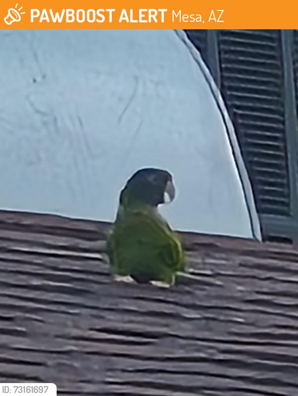 Found/Stray Unknown Bird last seen Ellsworth and Brown, Mesa, AZ 85207