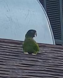 Found/Stray Unknown Bird last seen Ellsworth and Brown, Mesa, AZ 85207