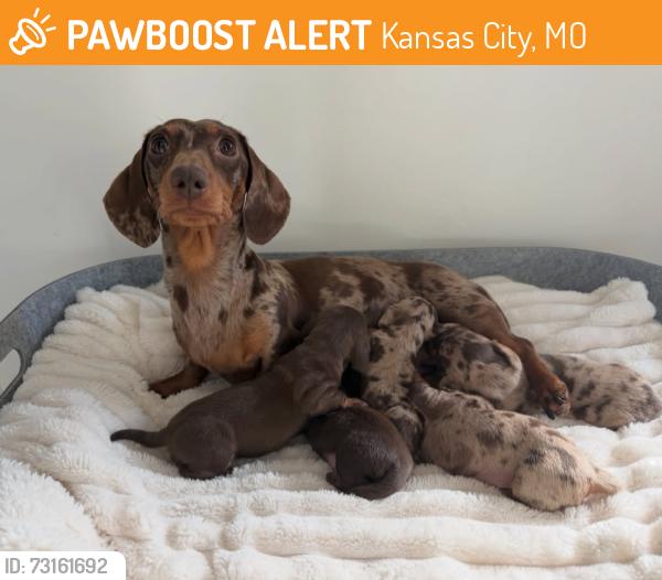 Found/Stray Female Dog last seen Near wheeling ave 64126 Kansas City, Kansas City, MO 64126
