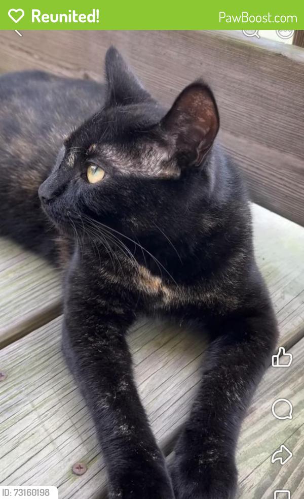 Reunited Female Cat last seen 6th avenue, Neptune City, NJ 07753