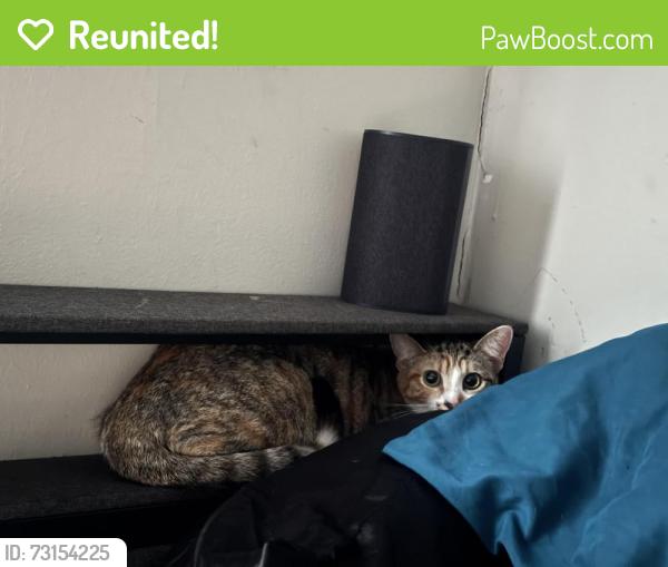 Reunited Female Cat last seen 3rd avenue s, Minneapolis, MN 55408