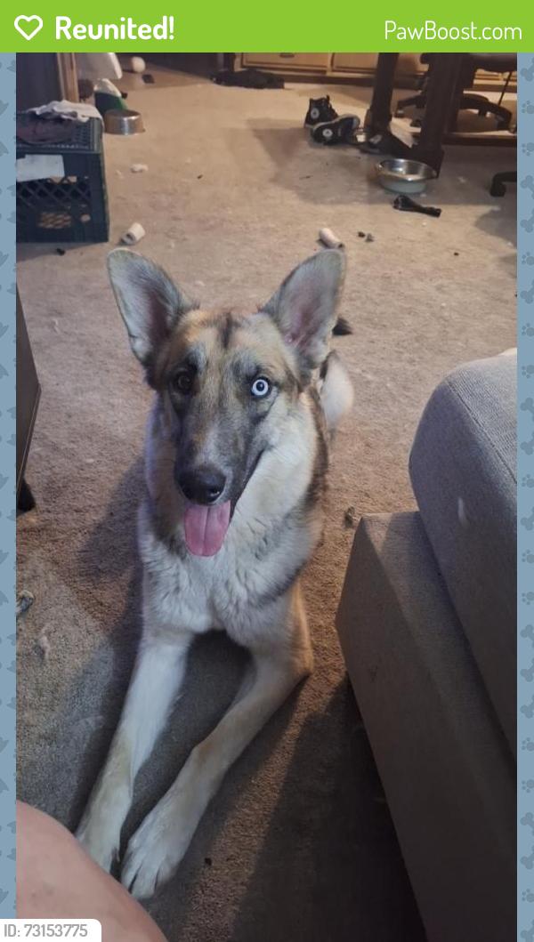 Reunited Female Dog last seen Paseo del norte and San Pedro, Albuquerque, NM 87109
