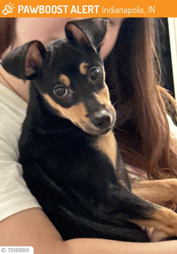 Found/Stray Male Dog last seen 21st street and Franklin road, Indianapolis, IN 46219