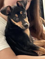 Found/Stray Male Dog last seen 21st street and Franklin road, Indianapolis, IN 46219