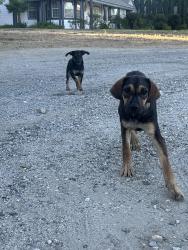 Found/Stray Male Dog last seen Romero, Hasley Canyon, CA 91384