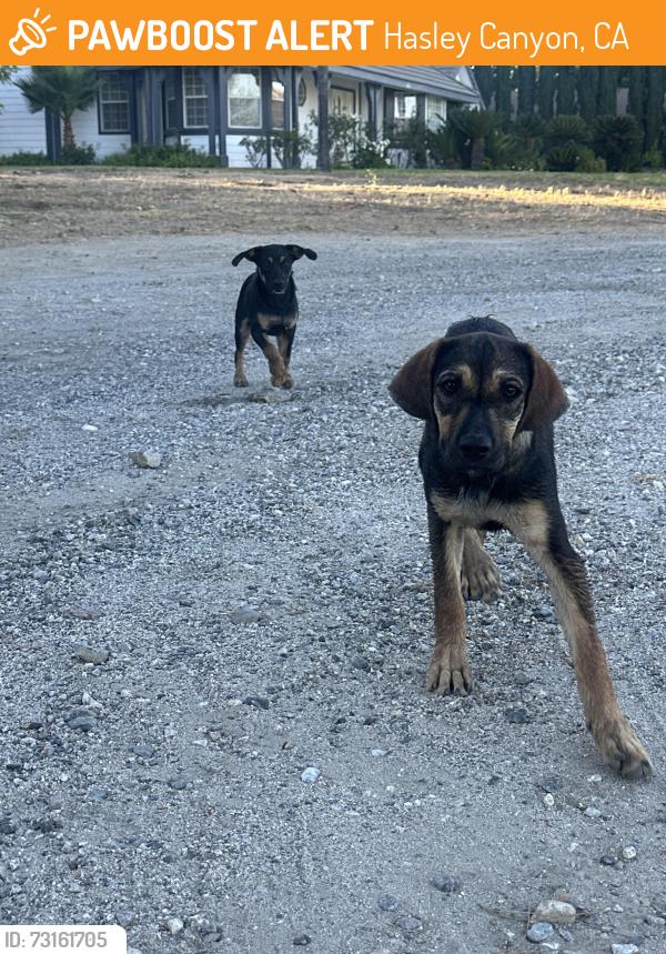 Found/Stray Male Dog last seen Romero, Hasley Canyon, CA 91384