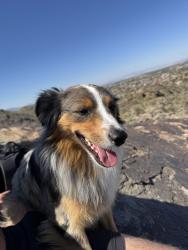 Reunited Male Dog last seen Tempe Town Lake, Tempe, AZ 85288