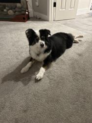 Lost Female Dog last seen Pace Bend Road & Highway 71, Spicewood, TX 78669