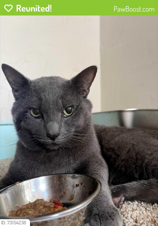 Reunited Male Cat last seen Joliet St and Indiana Ave in Crown Point near Square, Schererville, IN 46375