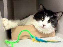 Shelter Stray Female Cat last seen Near Westchester Avenue, BRONX, NY, 10455, 326 E 110th St, New York, NY 10029, USA