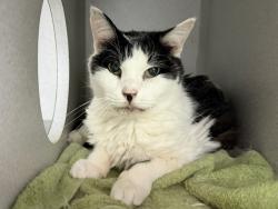 Shelter Stray Female Cat last seen Apt 3A,55 Cooper Street, NEW YORK, NY, 10034, 326 E 110th St, New York, NY 10029, USA