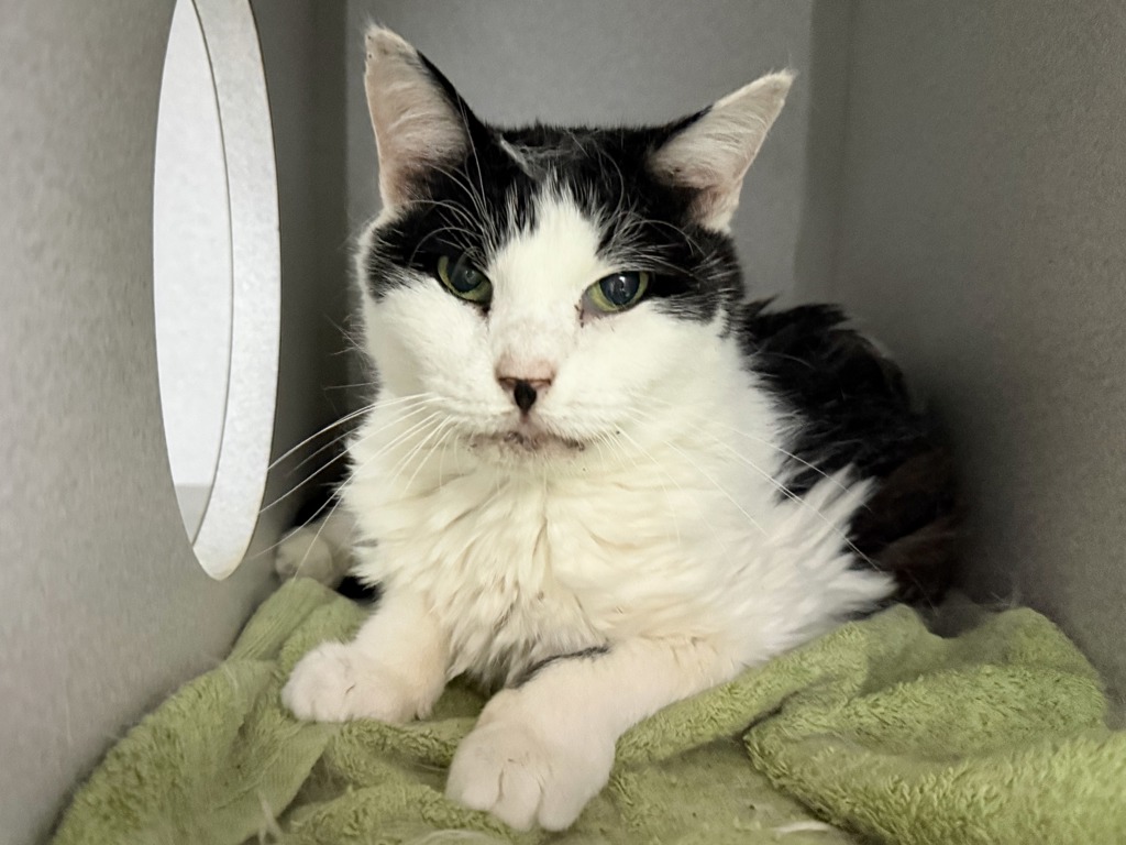 Shelter Stray Female Cat last seen Apt 3A,55 Cooper Street, NEW YORK, NY, 10034, 326 E 110th St, New York, NY 10029, USA