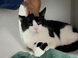 Shelter Stray Male Cat last seen Apt 2G,1717 Bryant Avenue, BRONX, NY, 10460, 326 E 110th St, New York, NY 10029, USA