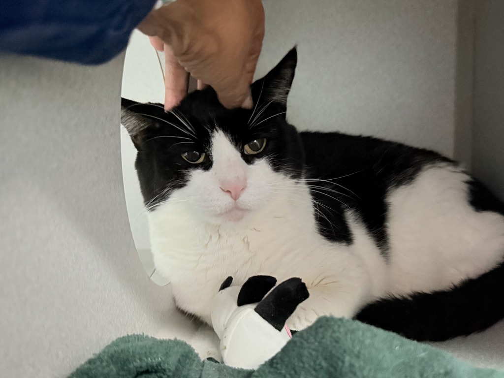 Shelter Stray Male Cat last seen Apt 2G,1717 Bryant Avenue, BRONX, NY, 10460, 326 E 110th St, New York, NY 10029, USA