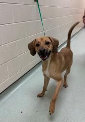 Shelter Stray Male Dog last seen Jessup Road, North Chesterfield, VA, 23234, 9300 Public Works Rd, Chesterfield, VA 23832, USA