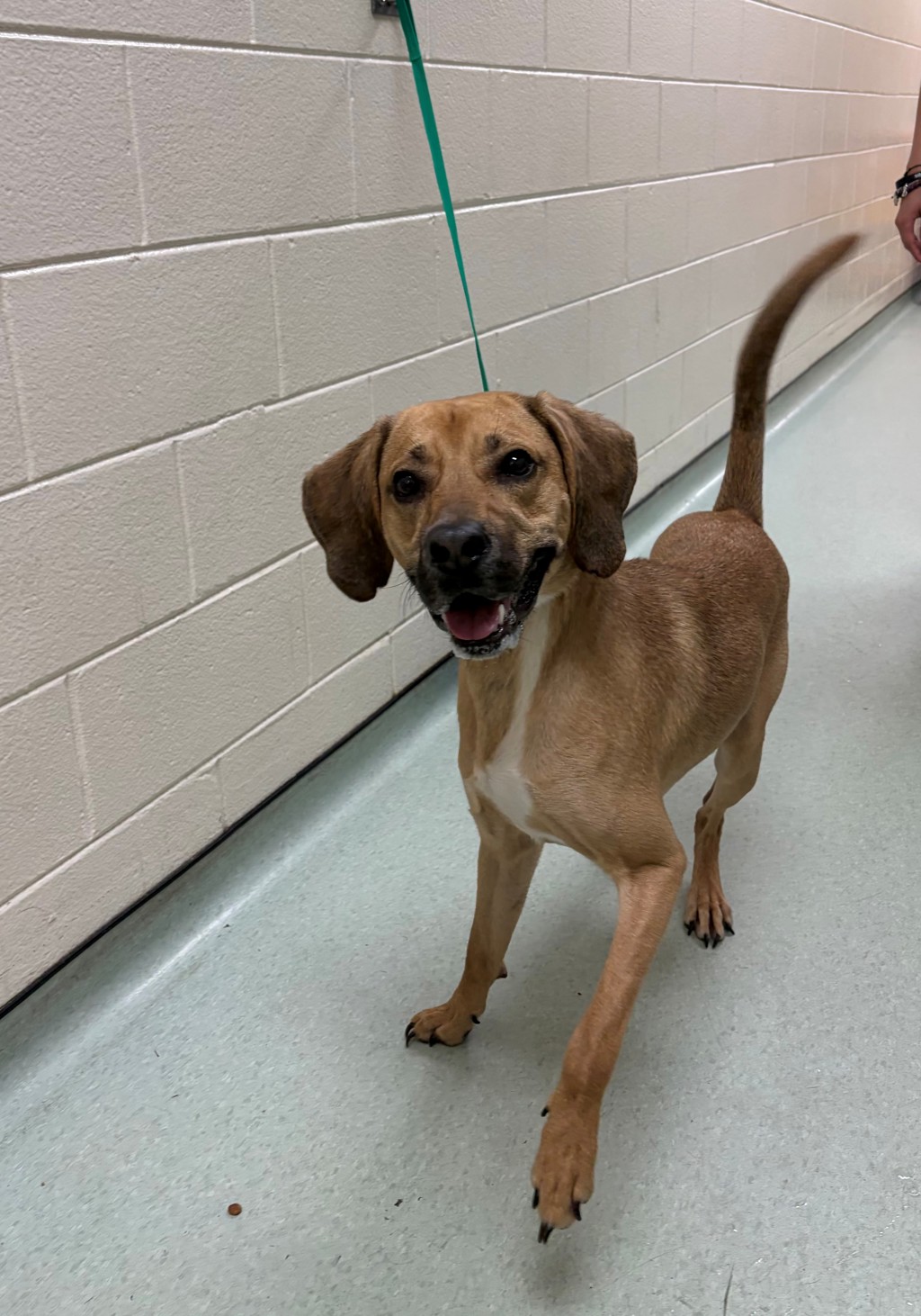 Shelter Stray Male Dog last seen Jessup Road, North Chesterfield, VA, 23234, 9300 Public Works Rd, Chesterfield, VA 23832, USA