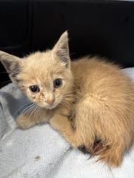 Shelter Stray Male Cat last seen Iron Creek Circle, CHESTER, VA, 23831, 9300 Public Works Rd, Chesterfield, VA 23832, USA