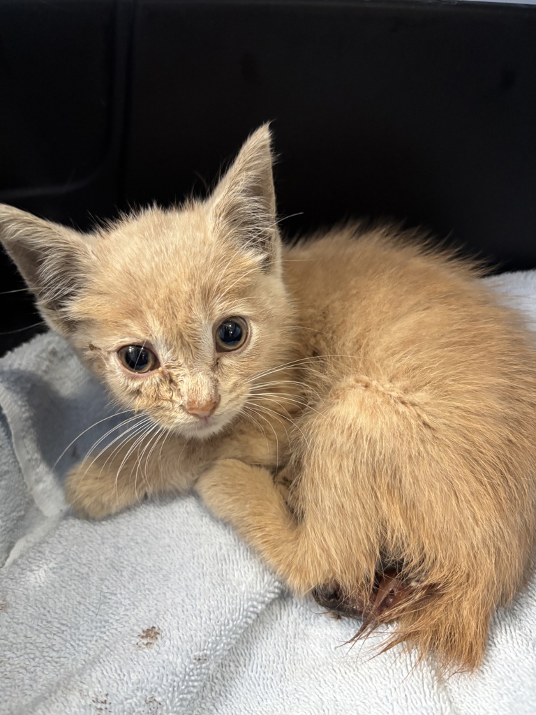 Shelter Stray Male Cat last seen Iron Creek Circle, CHESTER, VA, 23831, 9300 Public Works Rd, Chesterfield, VA 23832, USA
