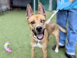 Shelter Stray Male Dog last seen Charlotte Street, BRONX, NY, 10457, 326 E 110th St, New York, NY 10029, USA