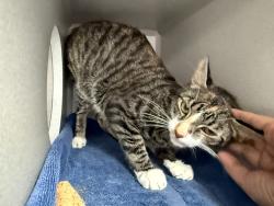 Shelter Stray Female Cat last seen Near E 161st, BRONX, NY, 10451, 326 E 110th St, New York, NY 10029, USA