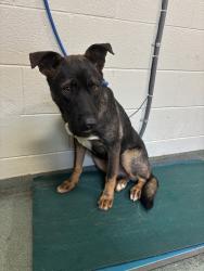 Shelter Stray Male Dog last seen Hilmar Drive, North Chesterfield, VA, 23234, 9300 Public Works Rd, Chesterfield, VA 23832, USA