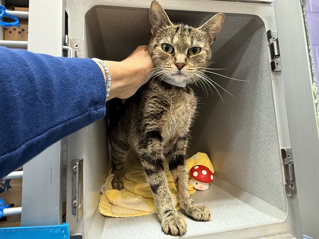 Shelter Stray Female Cat last seen NEW YORK, NY, 10029, 326 E 110th St, New York, NY 10029, USA