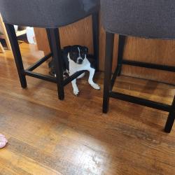 Reunited Female Dog last seen Millers run road and school street, Cuddy, PA 15031