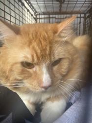 Shelter Stray Male Cat last seen Near E Stassney Lane, AUSTIN, TX, 78745, 7201 Levander Loop bldg a, Austin, TX 78702, USA