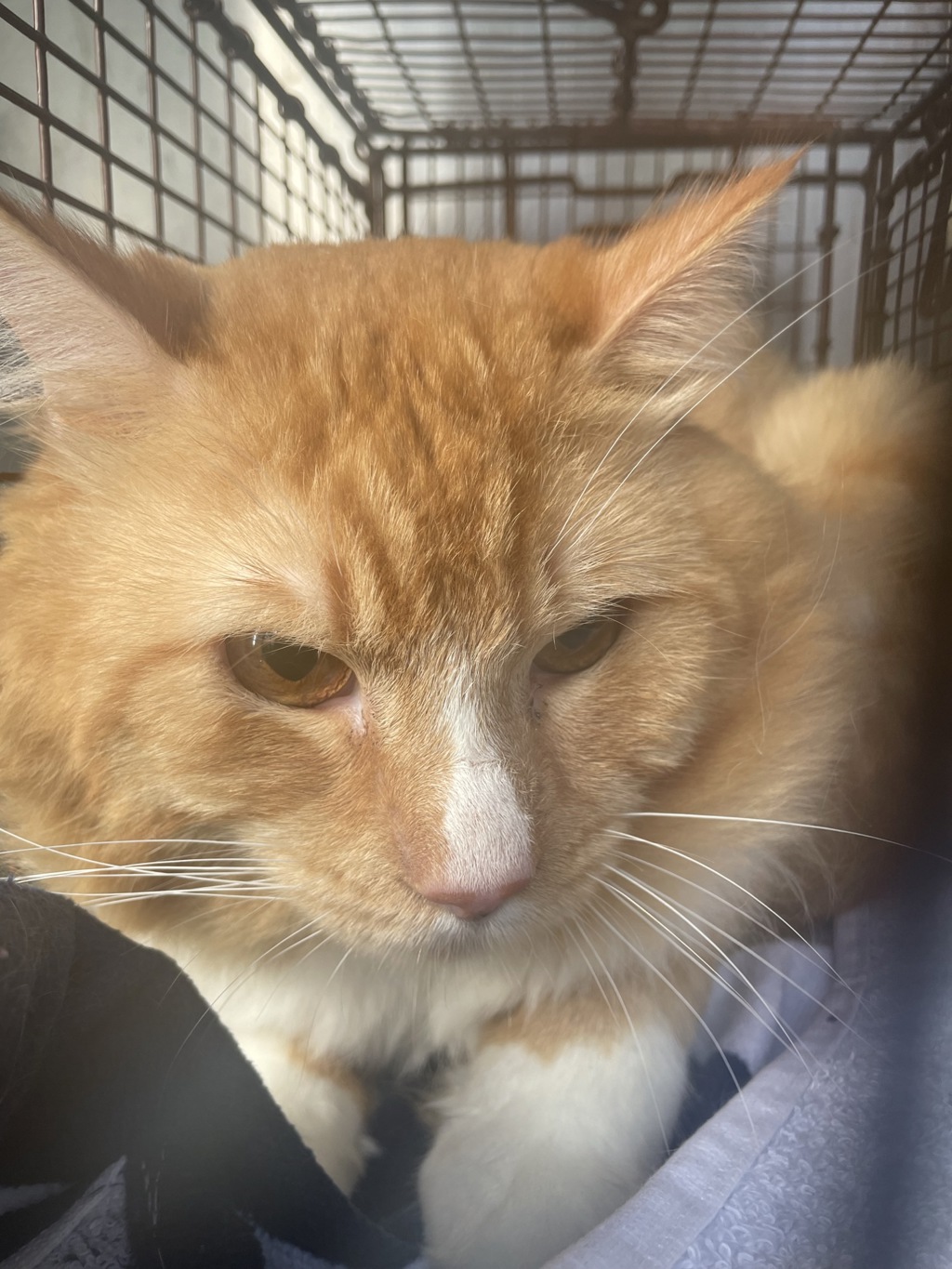 Shelter Stray Male Cat last seen Near E Stassney Lane, AUSTIN, TX, 78745, 7201 Levander Loop bldg a, Austin, TX 78702, USA