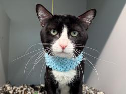 Shelter Stray Male Cat last seen Near E 137th Street, BRONX, NY, 10454, 326 E 110th St, New York, NY 10029, USA