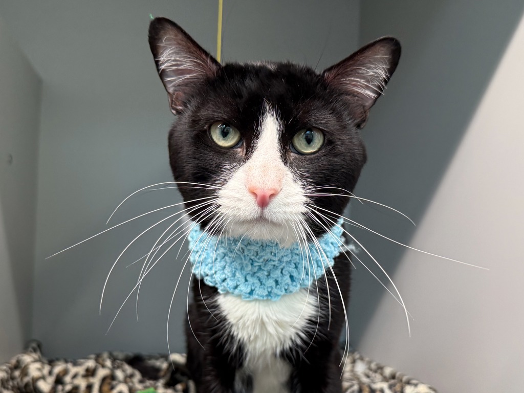 Shelter Stray Male Cat last seen Near E 137th Street, BRONX, NY, 10454, 326 E 110th St, New York, NY 10029, USA