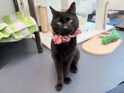Shelter Stray Female Cat last seen E 138 St/cypress Avenue, BRONX, NY, 10454, 326 E 110th St, New York, NY 10029, USA