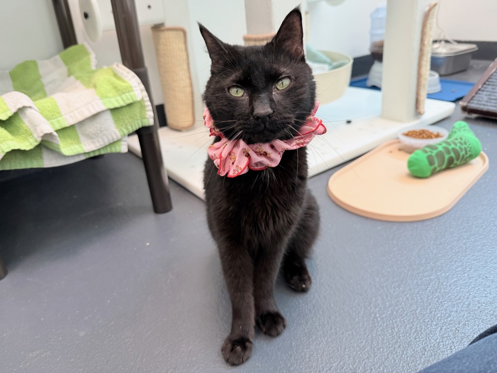 Shelter Stray Female Cat last seen E 138 St/cypress Avenue, BRONX, NY, 10454, 326 E 110th St, New York, NY 10029, USA